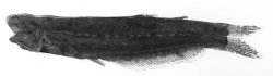 Helogenes uruyensis - Click for species page