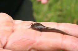 Clarias alluaudi