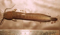 Clarias anfractus - Click for species page