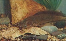 Clarias angolensis - Click for species page