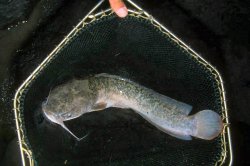 Clarias anguillaris - Click for species page