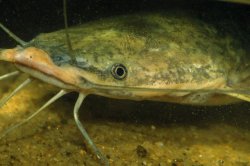 Clarias anguillaris