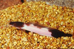 Clarias batrachus - Click for species page