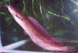 Clarias batrachus