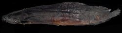 Clarias buthupogon