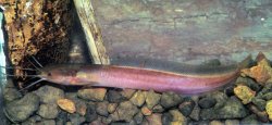 Clarias ebriensis - Click for species data page