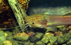 Clarias ebriensis