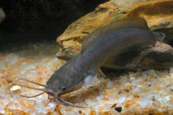 Clarias fuscus