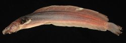Clarias insolitus - Click for species data page