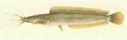 Clarias macrocephalus - Click for species data page