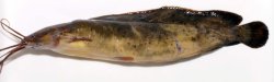 Clarias meladerma - Click for species data page