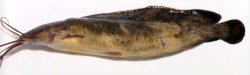 Clarias meladerma - Click for species page