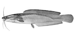 Clarias ngamensis - Click for species data page