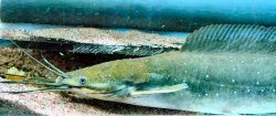 Clarias pachynema - Click for species data page