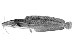 Clarias stappersii - Click for species page