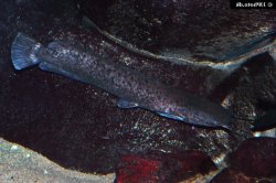 Clarias theodorae - Click for species data page