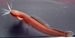 Encheloclarias curtisoma - Click for species page