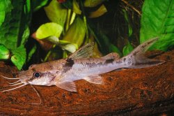 Amarginops ornatus - Click for species page