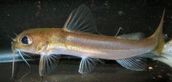 Chrysichthys auratus