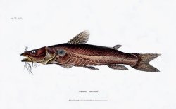 Chrysichthys cranchii