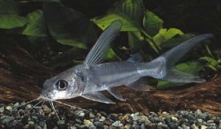 Chrysichthys longipinnis - Click for species page