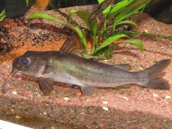 Chrysichthys punctatus - Click for species page