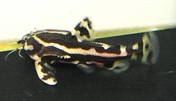 Acanthodoras sp. (2) - Click for species page