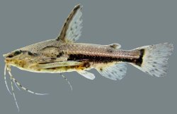 Amblydoras affinis