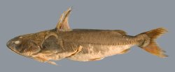 Doraops zuloagai - Click for species page