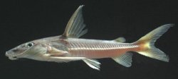 Hemidoras morrisi - Click for species page