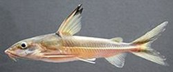 Hemidoras stenopeltis - Click for species page