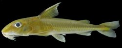 Leptodoras copei - Click for species page