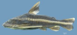 Platydoras hancockii - Click for species page