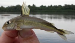 Tenellus leporhinus