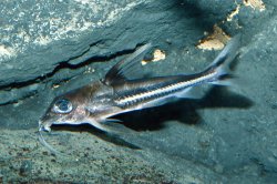 Tenellus trimaculatus