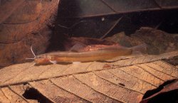 Acentronichthys leptos - Click for species page