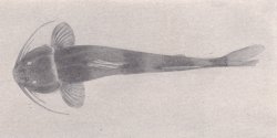 Cetopsorhamdia orinoco - Click for species page