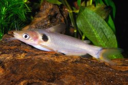 Horabagrus brachysoma