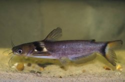 Horabagrus nigricollaris - Click for species page