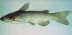 Ameiurus catus - Click for species page