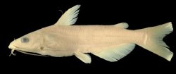 Ictalurus australis - Click for species page