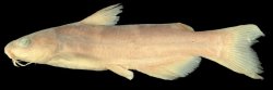 Ictalurus balsanus