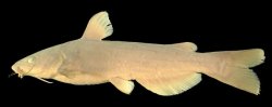 Ictalurus dugesii - Click for species page