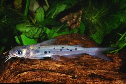 Ictalurus punctatus - Click for species page