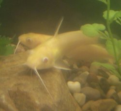 Ictalurus punctatus