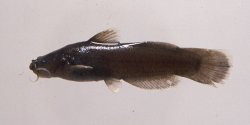 Noturus funebris - Click for species page