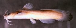 Noturus lachneri - Click for species page