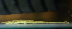 Acestridium sp. `MANICORE` - Click for species page