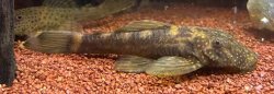 Ancistrus brevipinnis - Click for species page