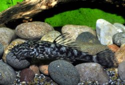 Ancistrus claro - Click for species page